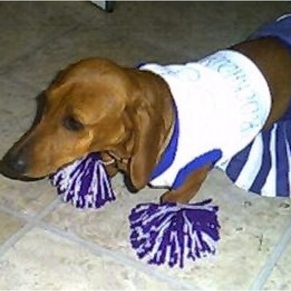 Meet your Posher, Robin - Picture 1 of 1